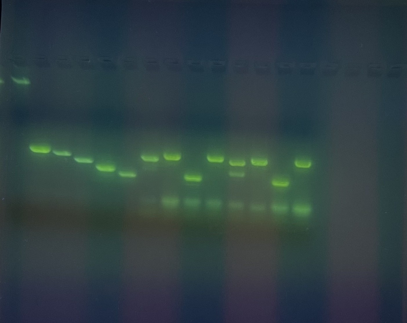 Tagesausflug der Biologie-LKs zum XLAB in Göttingen