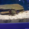 axolotl_ aussenkiemen